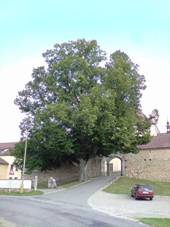 File:L�pa v Kosteln�m Vyd��.JPG