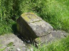 Dlouh Brtnice - smr kmen.jpg