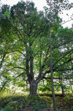 pamtn chrnn "Lpa v Krsn u Kraslic"