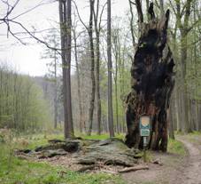 Chiby, Ctiborv dub (1).JPG