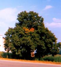 Janv dvr u Splenho mlna 1995.jpg