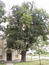 Leany (Prostjov) - jrovec-1.JPG