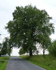 Chotbuz, pamtn dub, 01.JPG