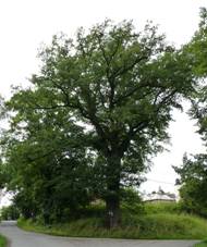 Chotbuz, pamtn dub na ul. Pod Zmkem, 01.JPG