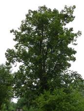 Chotbuz, pamtn lpa, 01.JPG