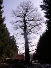 https://upload.wikimedia.org/wikipedia/commons/thumb/c/c6/Dub2_Star%C3%BD_Tele%C4%8Dkov.JPG/800px-Dub2_Star%C3%BD_Tele%C4%8Dkov.JPG