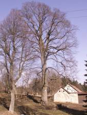 https://upload.wikimedia.org/wikipedia/commons/thumb/b/b3/Jilm_drsn%C3%BD_Star%C3%BD_Tele%C4%8Dkov.JPG/800px-Jilm_drsn%C3%BD_Star%C3%BD_Tele%C4%8Dkov.JPG